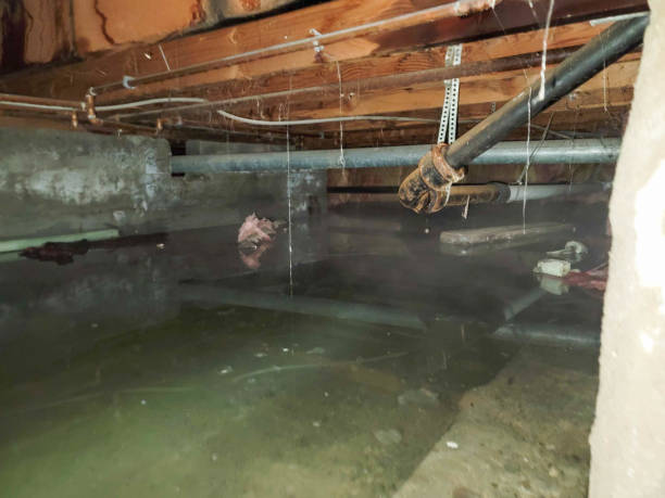 Best Sewage cleanup and water damage restoration  in Martin, TN
